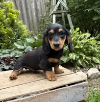 Remington, a male Dachshund for sale in Middlebury, IN – 3 of 4