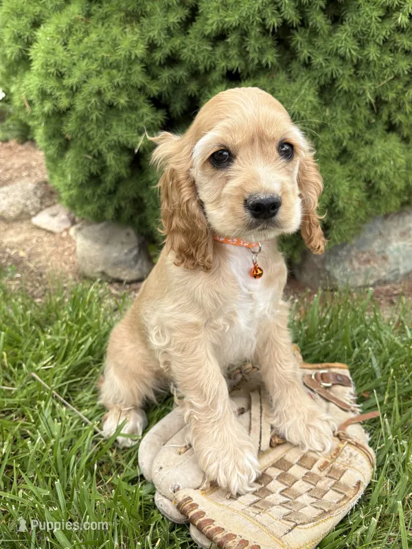 Jimmy  – Cocker Spaniel puppy for sale in Middlebury, IN