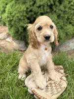 Jimmy , a male Cocker Spaniel for sale in Middlebury, IN – 1 of 5