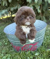Lucy , a female Shih Tzu for sale in Middlebury, IN – 3 of 4