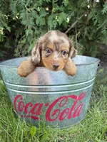Colby, a male Dachshund for sale in Middlebury, IN – 3 of 5