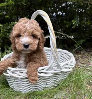Zack, a male Cockapoo for sale in Middlebury, IN – 2 of 5