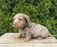 Sebastian , a male Dachshund for sale in Middlebury, IN – 5 of 5