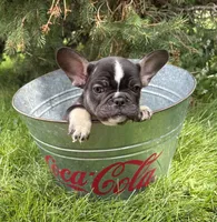 Kitkat, a female French Bulldog for sale in Middlebury, IN – 3 of 4