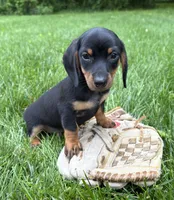 Echo , a male Dachshund for sale in Middlebury, IN – 1 of 4