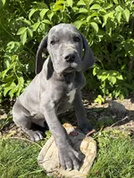 Truman, a male Great Dane for sale in Middlebury, IN – 3 of 4