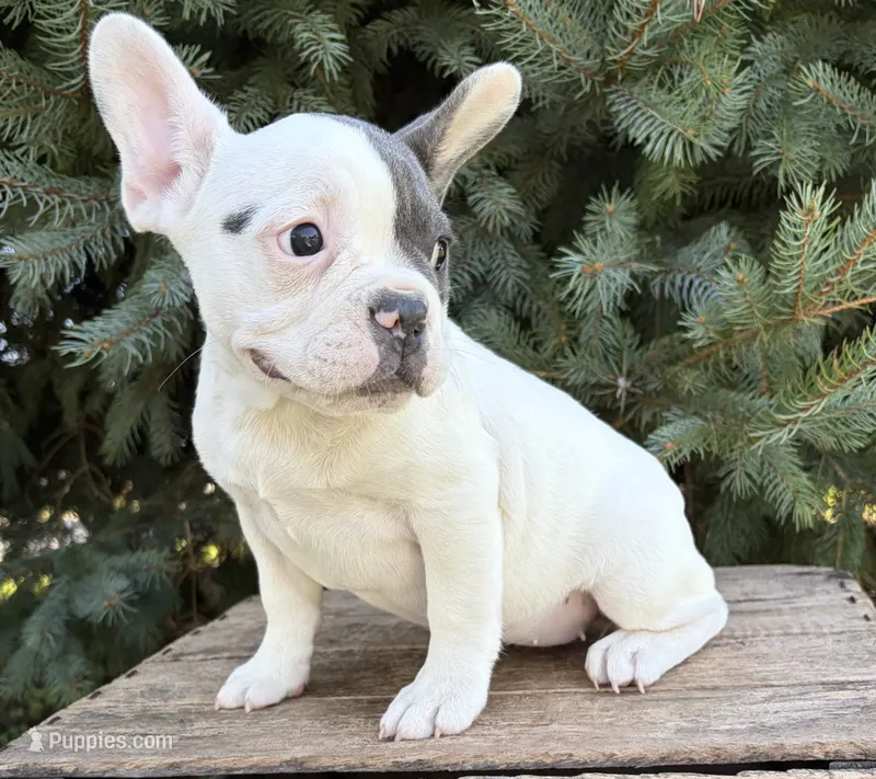 Layla – French Bulldog puppy for sale in Middlebury, IN