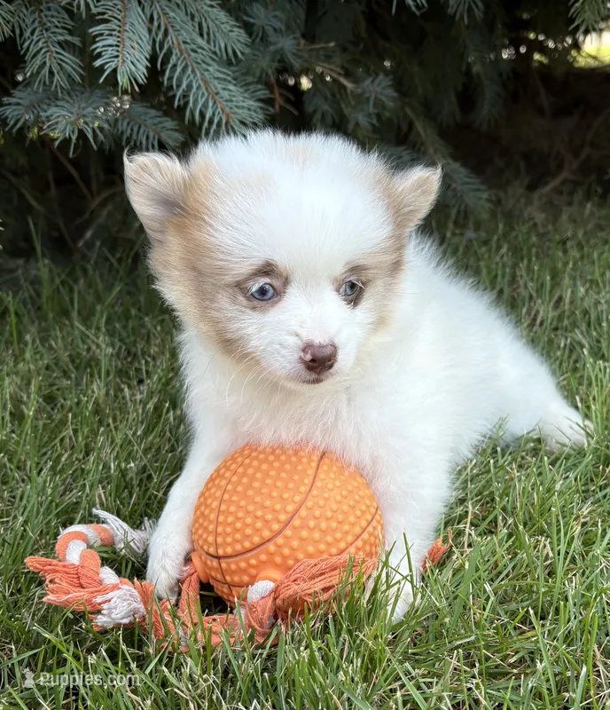 Pixie – Pomeranian puppy for sale in Middlebury, IN