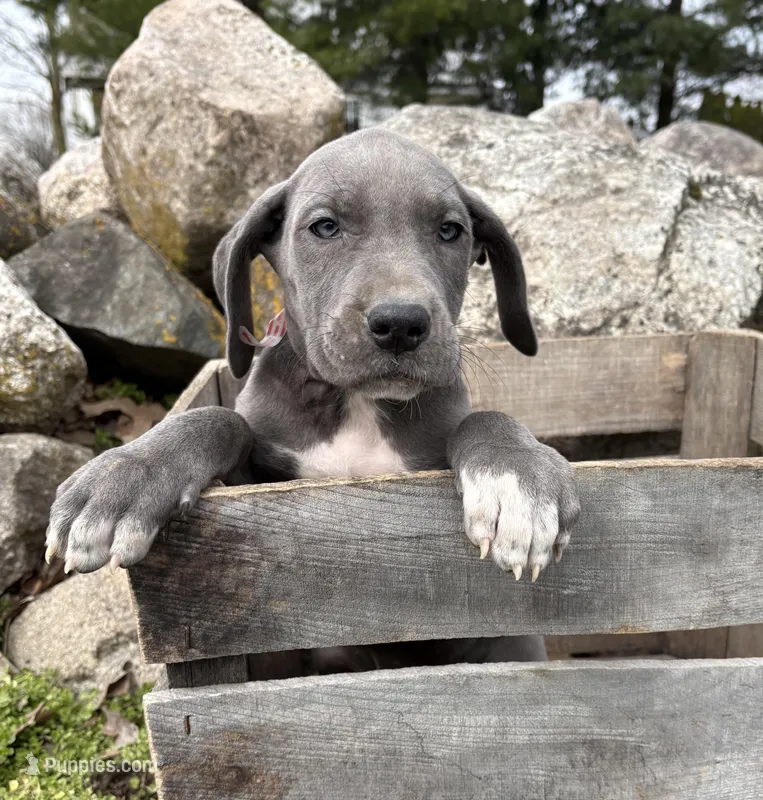 Truly – Great Dane puppy for sale in Middlebury, IN