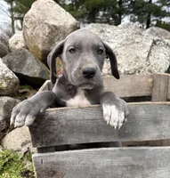 Truly, a female Great Dane for sale in Middlebury, IN – Photo 1 of 5