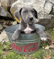 Truly, a female Great Dane for sale in Middlebury, IN – Photo 4 of 5