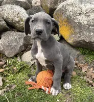 Truly, a female Great Dane for sale in Middlebury, IN – Photo 5 of 5