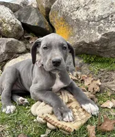 Truly, a female Great Dane for sale in Middlebury, IN – Photo 3 of 5