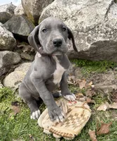 Truly, a female Great Dane for sale in Middlebury, IN – Photo 2 of 5