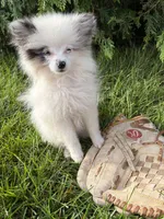 Olaf, a male Pomeranian for sale in Middlebury, IN – 2 of 4