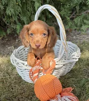 Bowie, a male Miniature Dachshund for sale in Middlebury, IN – 5 of 5