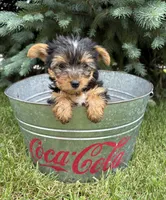 Joey , a female Yorkshire Terrier for sale in Middlebury, IN – 2 of 4