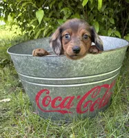 Romeo, a female Dachshund for sale in Middlebury, IN – 4 of 5