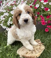 Baxter, a male Miniature Goldendoodle for sale in Middlebury, IN – 3 of 4