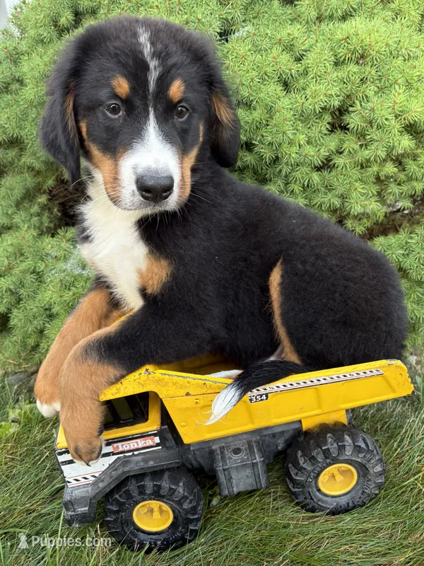 Bentley – Bernese Mountain Dog puppy for sale in Middlebury, IN