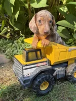 Fizzle, a male Dachshund for sale in Middlebury, IN – 2 of 5