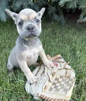 Dahlia, a female French Bulldog for sale in Middlebury, IN – 4 of 4