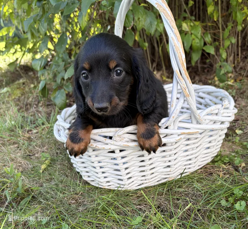 Teddy – Dachshund puppy for sale in Middlebury, IN