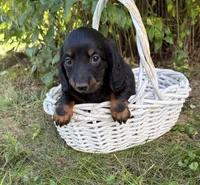 Teddy, a male Dachshund for sale in Middlebury, IN – 1 of 4