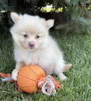 Piper, a female Pomeranian for sale in Middlebury, IN – 3 of 4