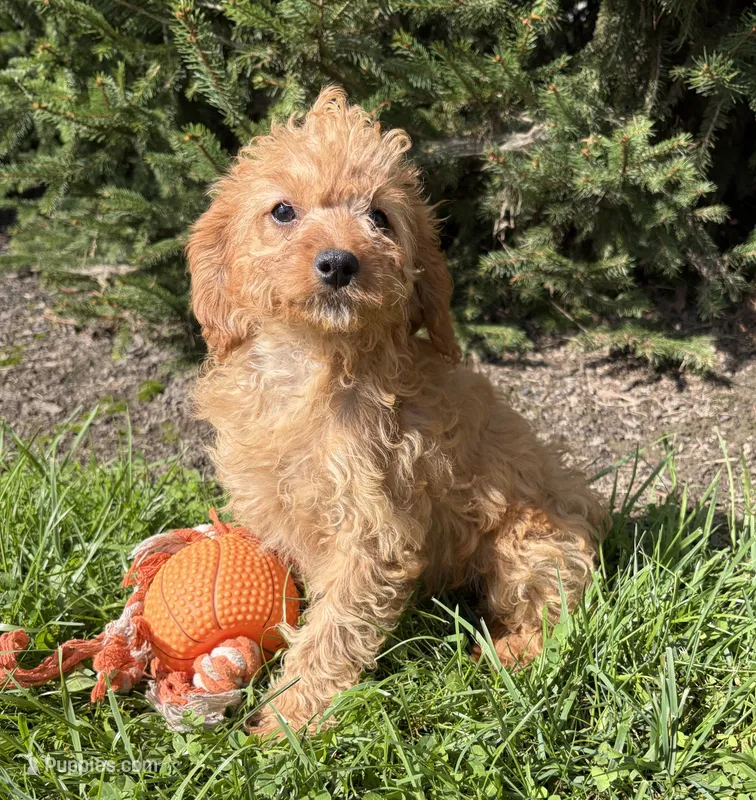 Rosie – Cavapoo puppy for sale in Middlebury, IN