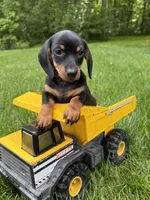 Echo , a male Dachshund for sale in Middlebury, IN – 4 of 4