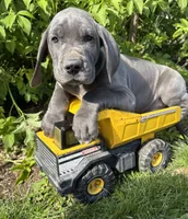 Truman, a male Great Dane for sale in Middlebury, IN – 2 of 4