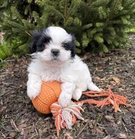 Averi, a male Shih Tzu for sale in Middlebury, IN – Photo 4 of 4
