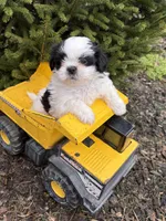 Averi, a male Shih Tzu for sale in Middlebury, IN – Photo 3 of 4