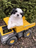 Averi, a male Shih Tzu for sale in Middlebury, IN – Photo 2 of 4