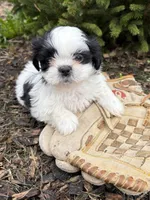 Averi, a male Shih Tzu for sale in Middlebury, IN – Photo 1 of 4