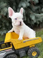 Louie, a male French Bulldog for sale in Middlebury, IN – 3 of 4