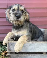 Tia, a female Schnoodle for sale in Middlebury, IN – 2 of 5