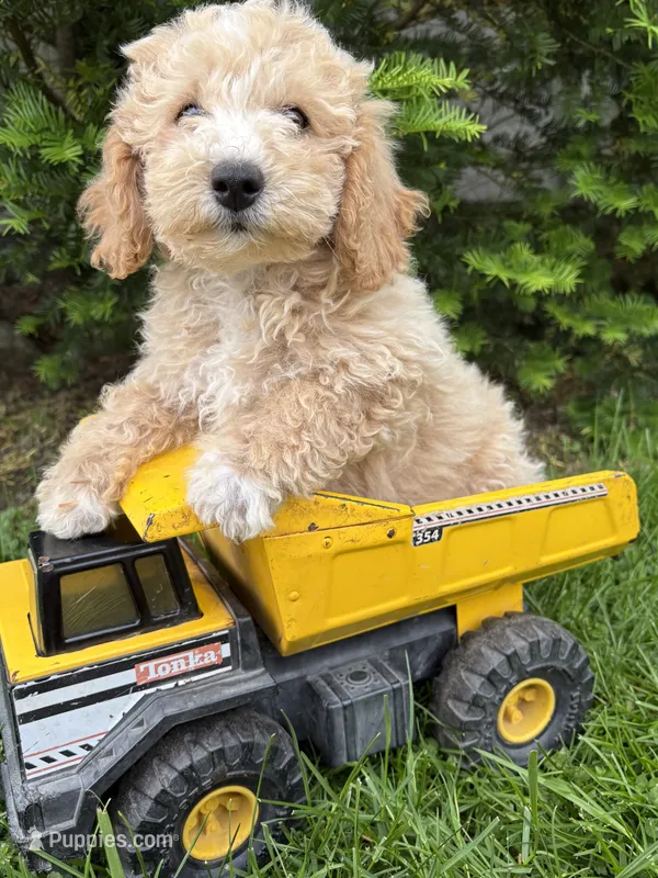 Jack – Bichpoo puppy for sale in Middlebury, IN