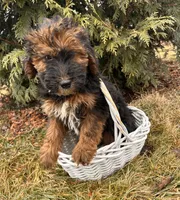 Willow, a female Whoodle for sale in Middlebury, IN – Photo 5 of 5
