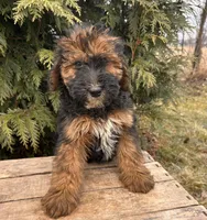 Willow, a female Whoodle for sale in Middlebury, IN – Photo 2 of 5