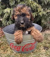 Willow, a female Whoodle for sale in Middlebury, IN – Photo 4 of 5