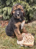 Willow, a female Whoodle for sale in Middlebury, IN – Photo 1 of 5