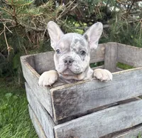 Barbie, a female French Bulldog for sale in Middlebury, IN – 2 of 5