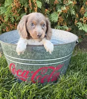 Calihan, a male Miniature Dachshund for sale in Middlebury, IN – 5 of 5