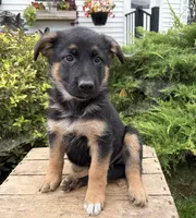 Darcy, a female German Shepherd Dog for sale in Middlebury, IN – 3 of 4