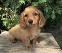 Pumpkin , a female Miniature Dachshund for sale in Middlebury, IN – 2 of 5