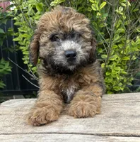 Daisy, a female Whoodle for sale in Middlebury, IN – 5 of 5