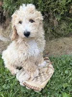 Jack, a male Bichpoo for sale in Middlebury, IN – 4 of 4