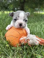 Sasha, a female French Bulldog for sale in Middlebury, IN – 5 of 5